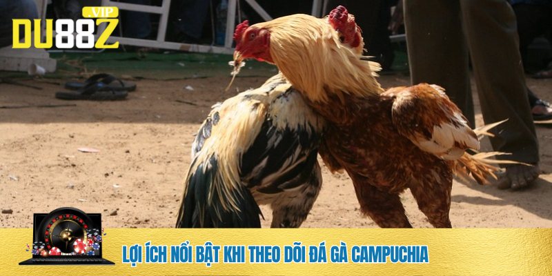 Đá gà Campuchia mang lại nhiều trải nghiệm thú vị, độc đáo