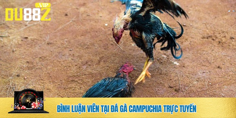 Đá gà Campuchia đặc sắc với sự góp mặt của các BLV chuyên môn cao