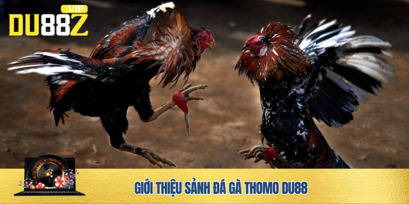 Đá gà Thomo DU88 - Thiên đường cá cược cho anh em kê thủ