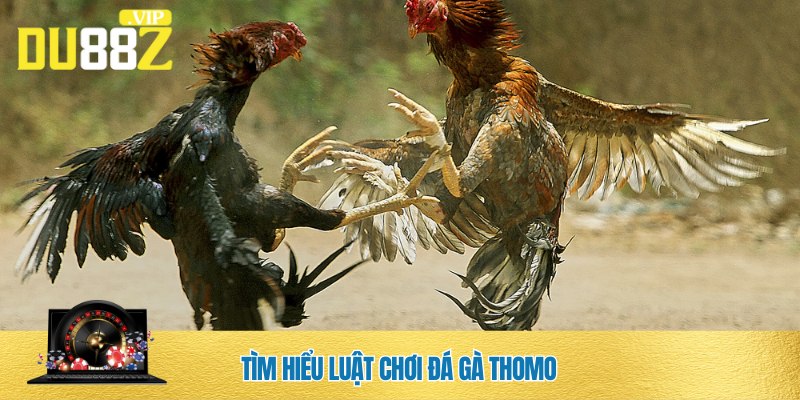 Luật chơi đá gà Thomo DU88 cơ bản