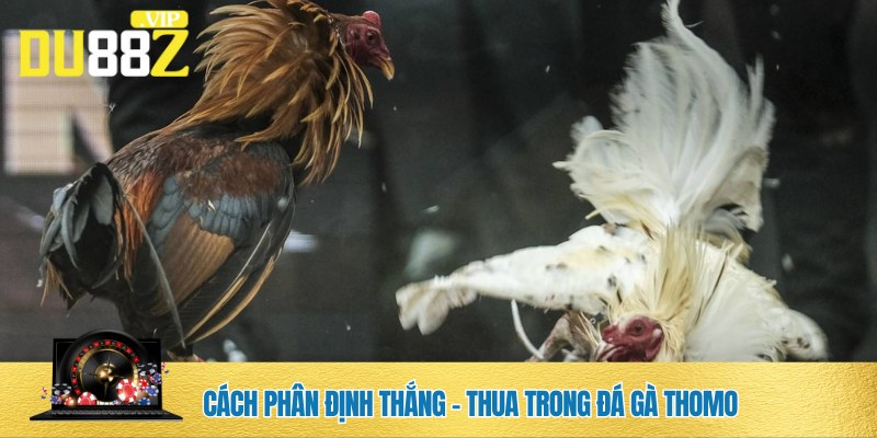 Nắm được cách phân định thắng thua trong đá gà Thomo DU88