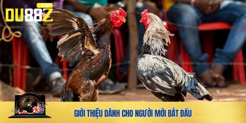 Đá gà trực tiếp DU88 kịch tính, cuốn hút