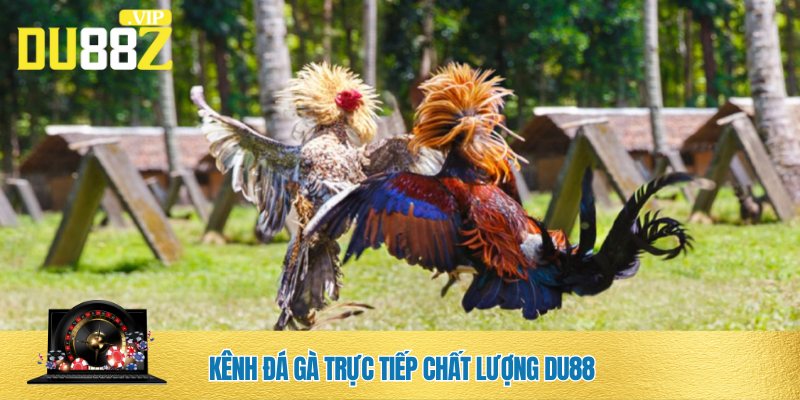 Kênh đá gà trực tiếp DU88 uy tín