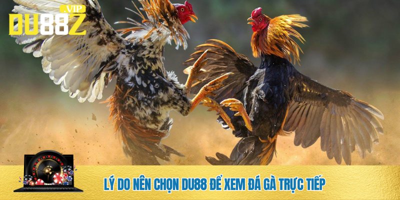 Đá gà trực tiếp DU88 được đánh giá chất lượng, minh bạch