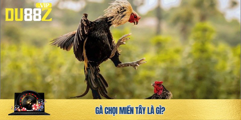 Gà chọi miền Tây - Tinh hoa văn hóa dân gian kết hợp giải trí đỉnh cao