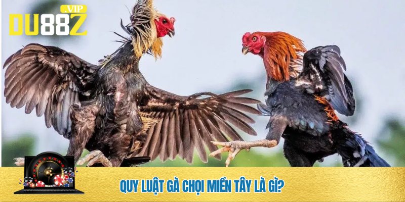 Tìm hiểu quy luật gà chọi miền Tây trước khi xuống tiền