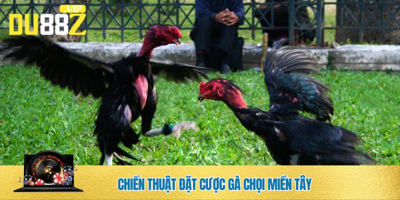 Mẹo cược tiền gà chọi miền Tây